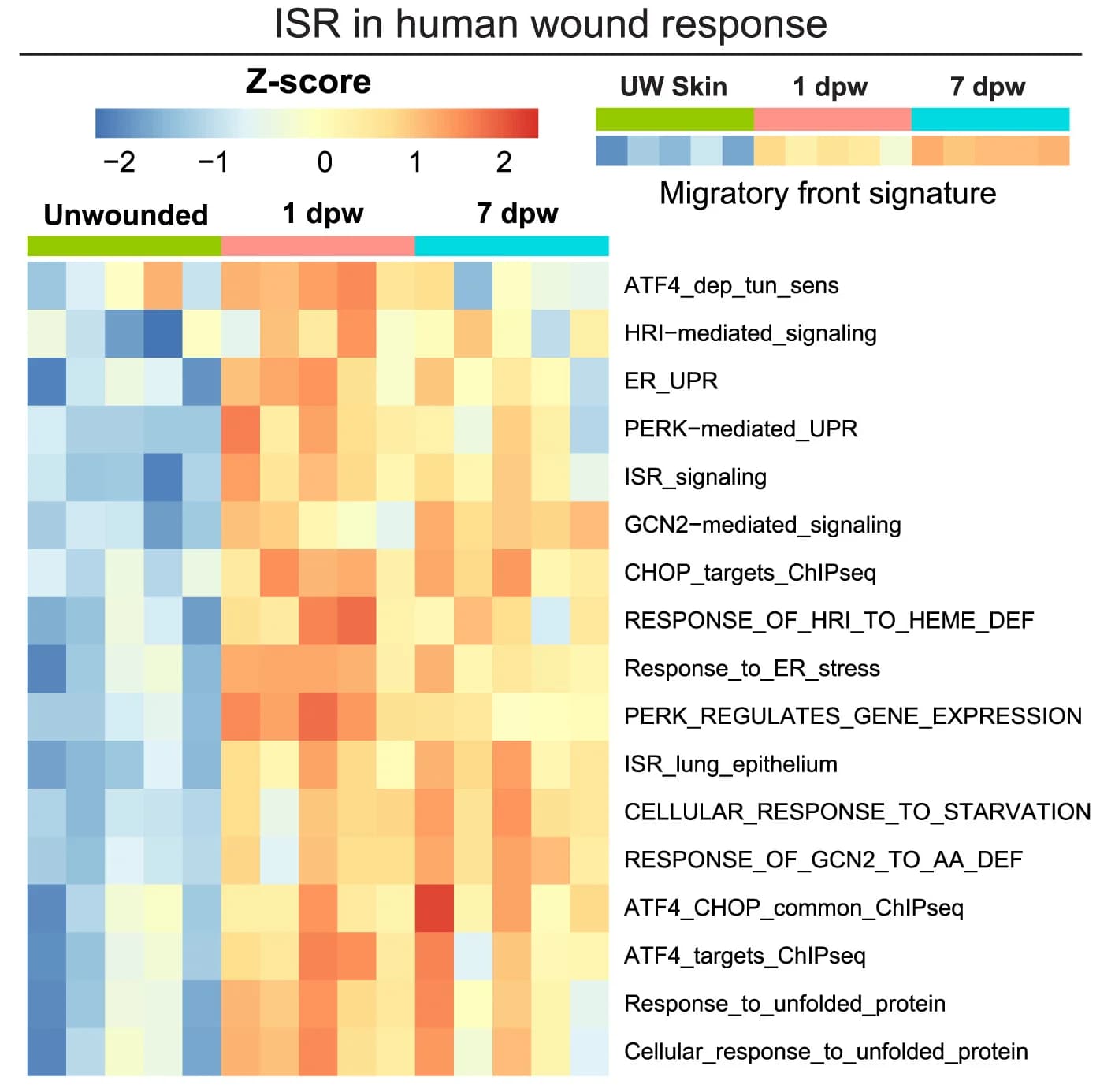 Open access visualization of Heatmap, Zscores, GSVA, ISR Signatures, GO