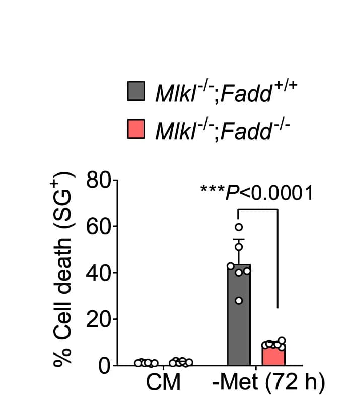 Open access visualization of Bar Plot, Scatter Plot, Error Bars, MEFs, Complete Medium
