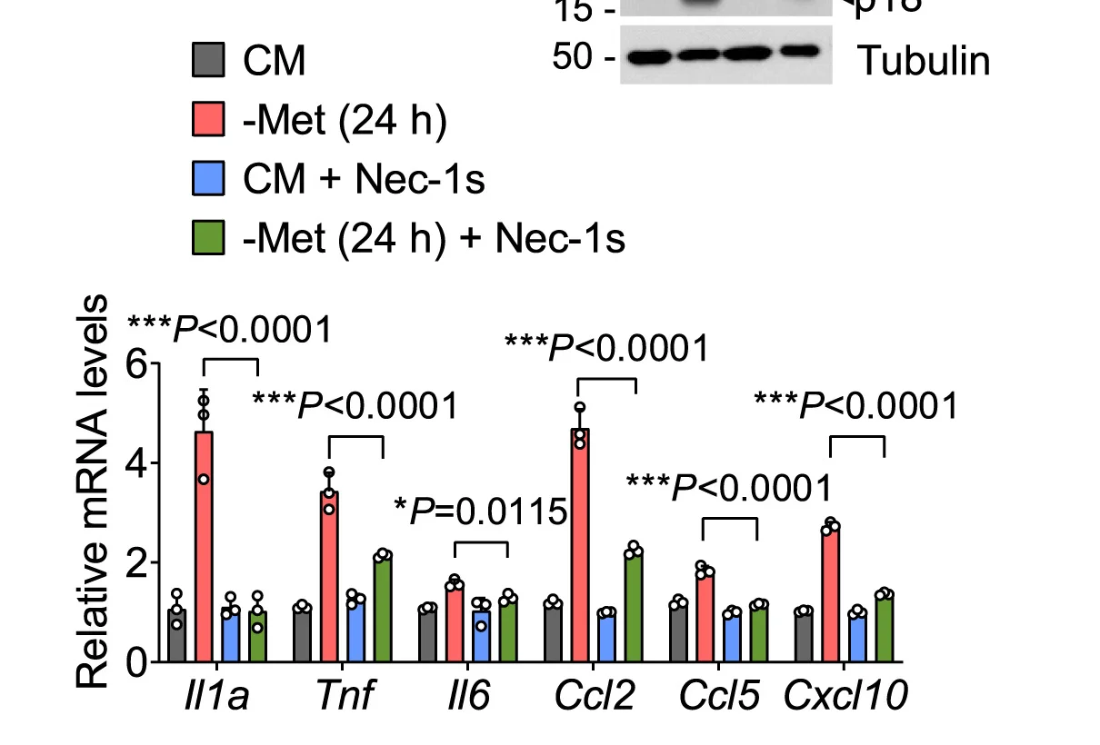 Open access visualization of Bar Plot, Gel, Quantitative Real-Time PCR, Inflammatory Gene Expression, MEFs