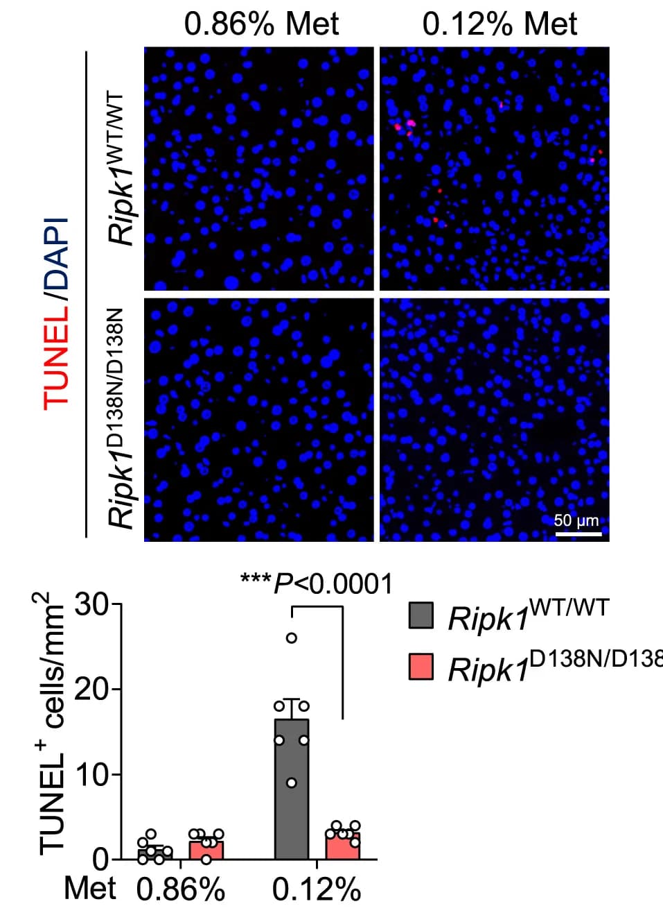 Open access visualization of Microscopy, Bar Plot, Clustered, TUNEL+ Cells, Liver Sections