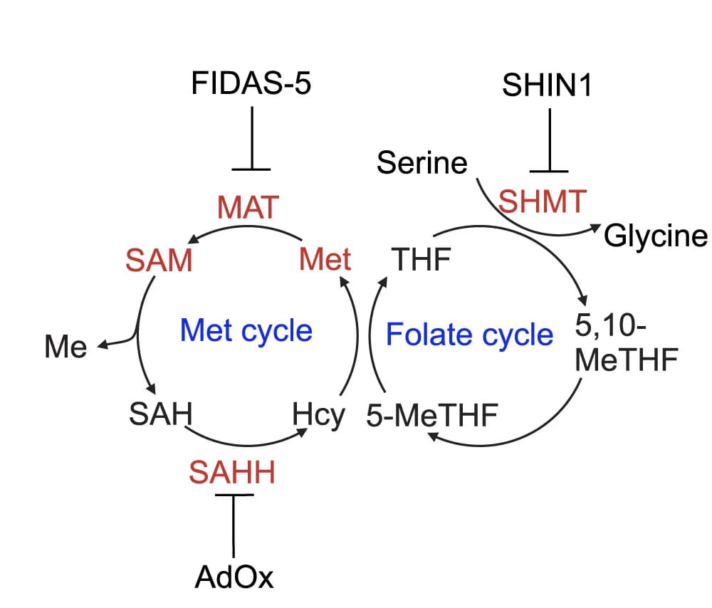 Open access visualization of Workflow, Flowchart, Methionine, Folate Cycles