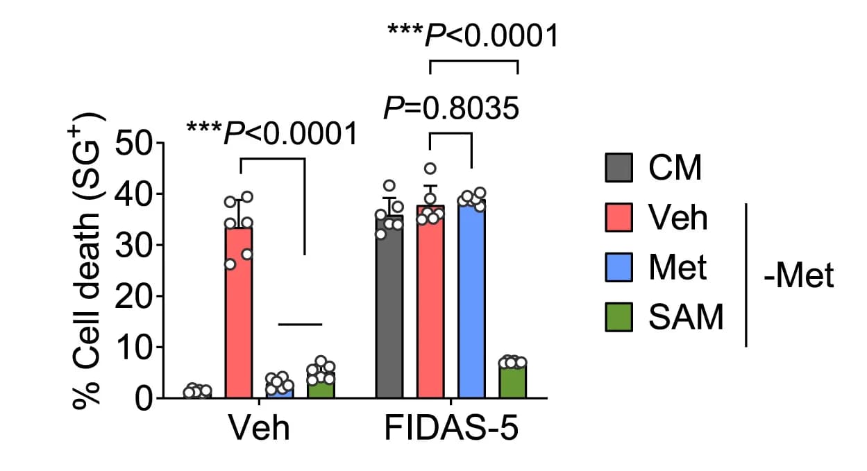 Open access visualization of Bar Plot, Error Bars, Cell Death, SytoxGreen Assay, MEFs
