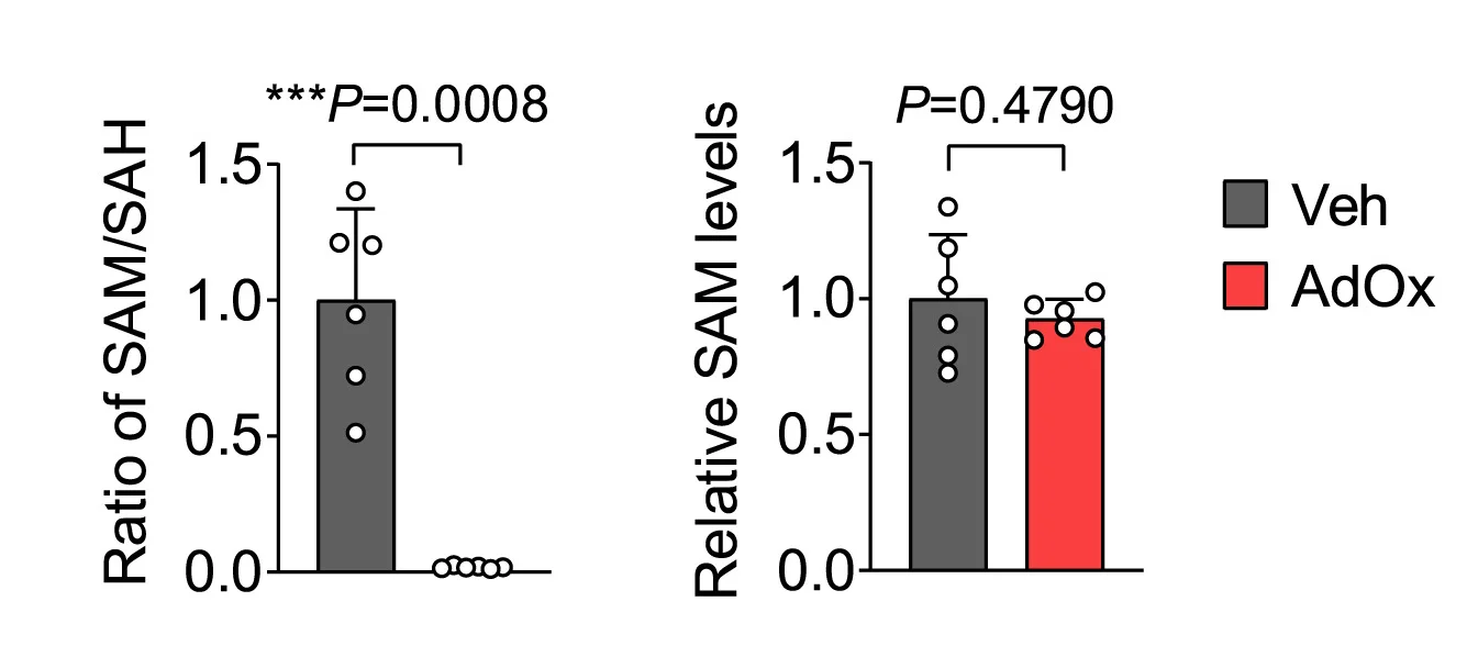 Open access visualization of Bar Plot, Error Bars, SAM, SAM/SAH Ratio, MEFs