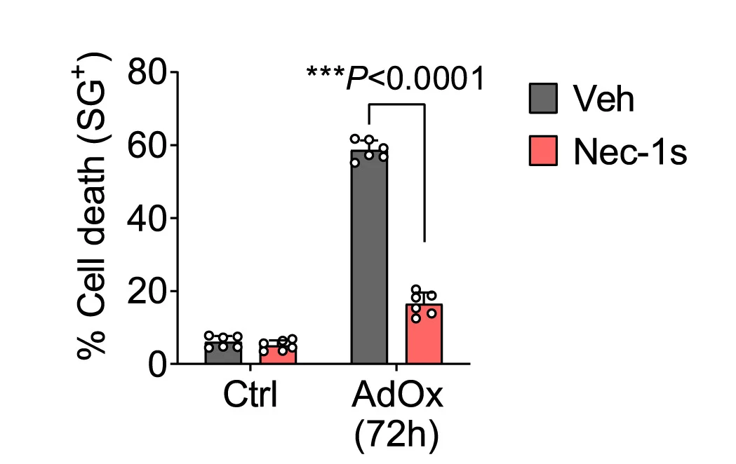 Open access visualization of Bar Plot, Error Bars, Clustered, Cell Death, SytoxGreen Assay