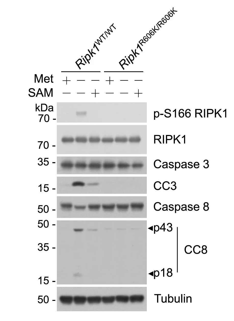 Open access visualization of Gel, Immunoblotting, RIPK1, Caspases, MEFs