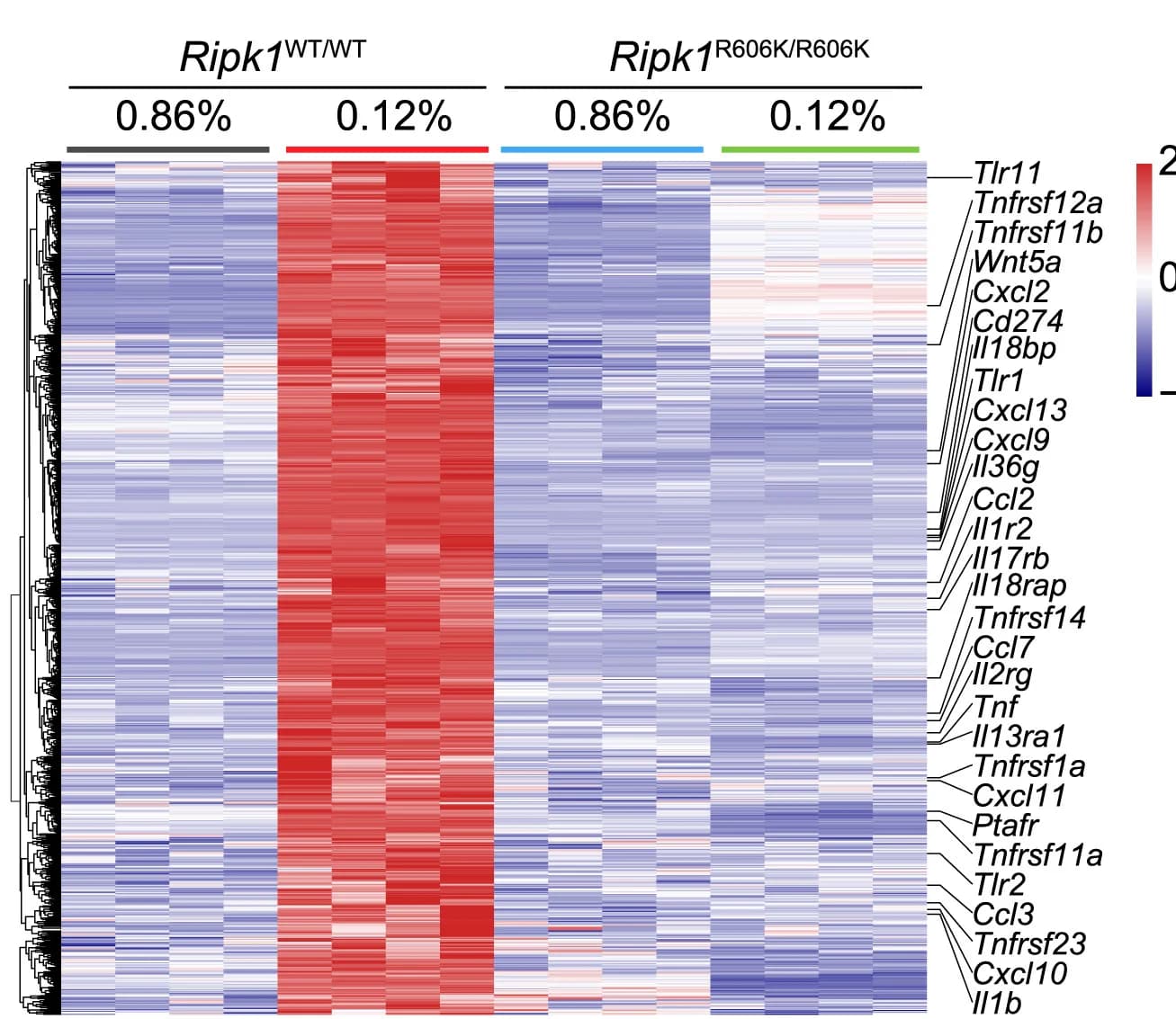 Open access visualization of Heatmap, Clustered, Upregulated Genes, Downregulated Genes, Livers