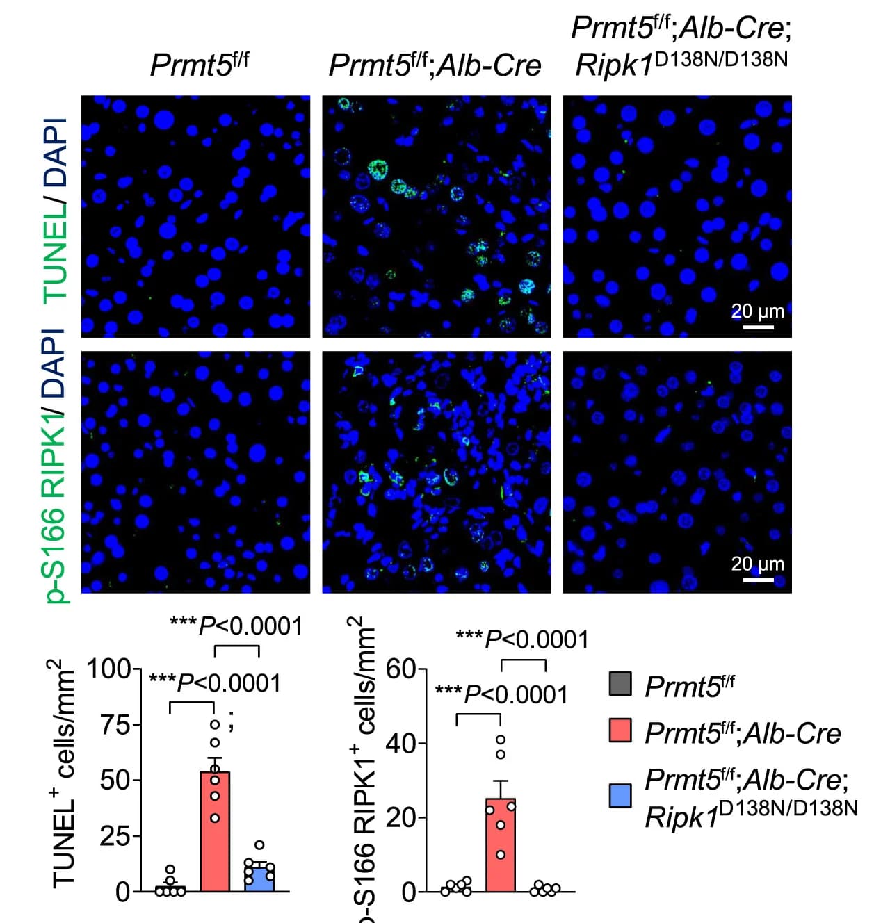 Open access visualization of Microscopy, Bar Plot, TUNEL Staining, p-S166 RIPK1 Staining, Liver Sections