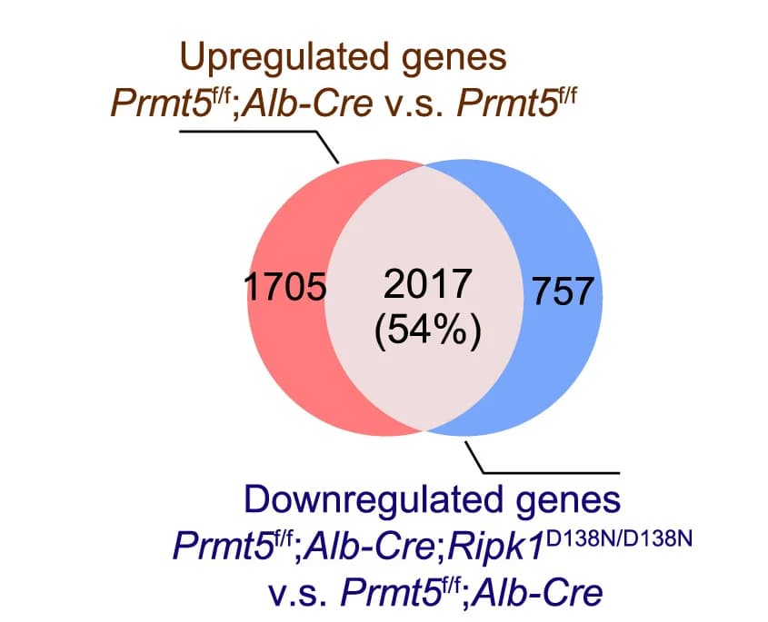 Open access visualization of Venn Diagram, Upregulated Genes, Downregulated Genes, Livers, Mice
