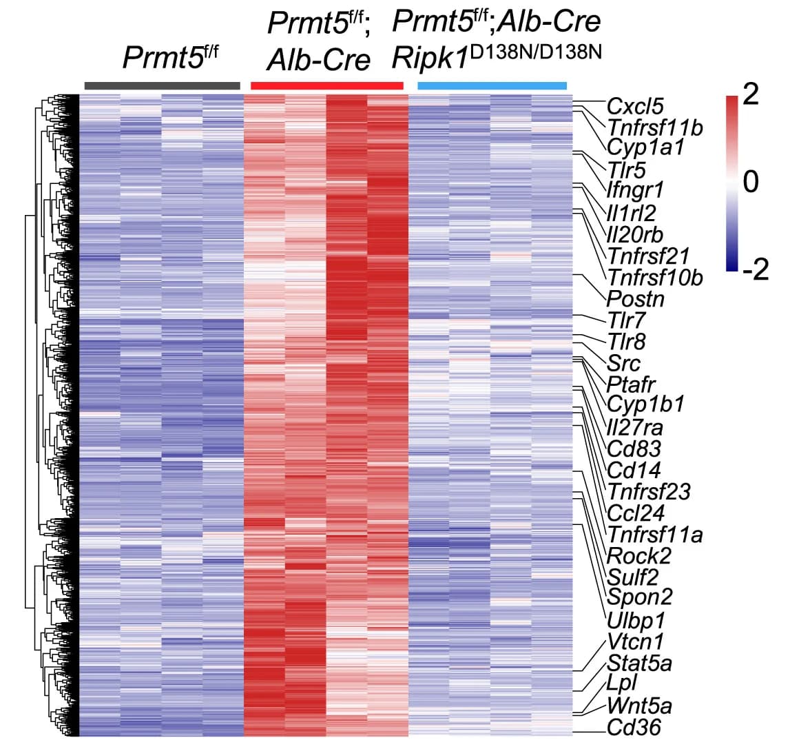 Open access visualization of Heatmap, Clustered, Upregulated Genes, Downregulated Genes, Livers