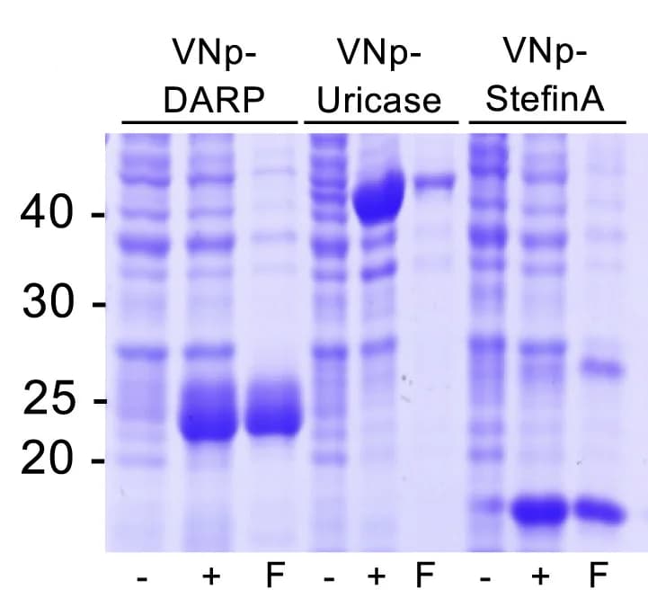 Open access visualization of Gel, Coomassie Stain, Uninduced Culture, Induced Culture, Filtered Culture
