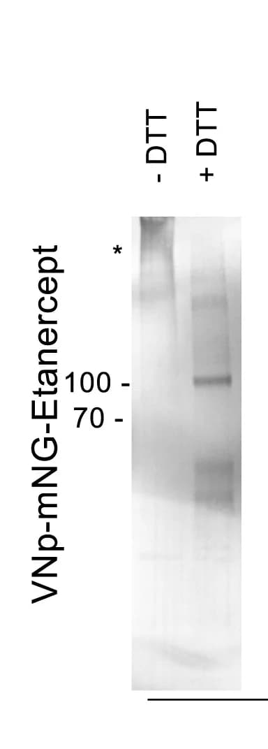 Open access visualization of Gel, Anti-mNeongreen western blots, Disulfide bond, Oligomerization, VNp-mNG-etanercept