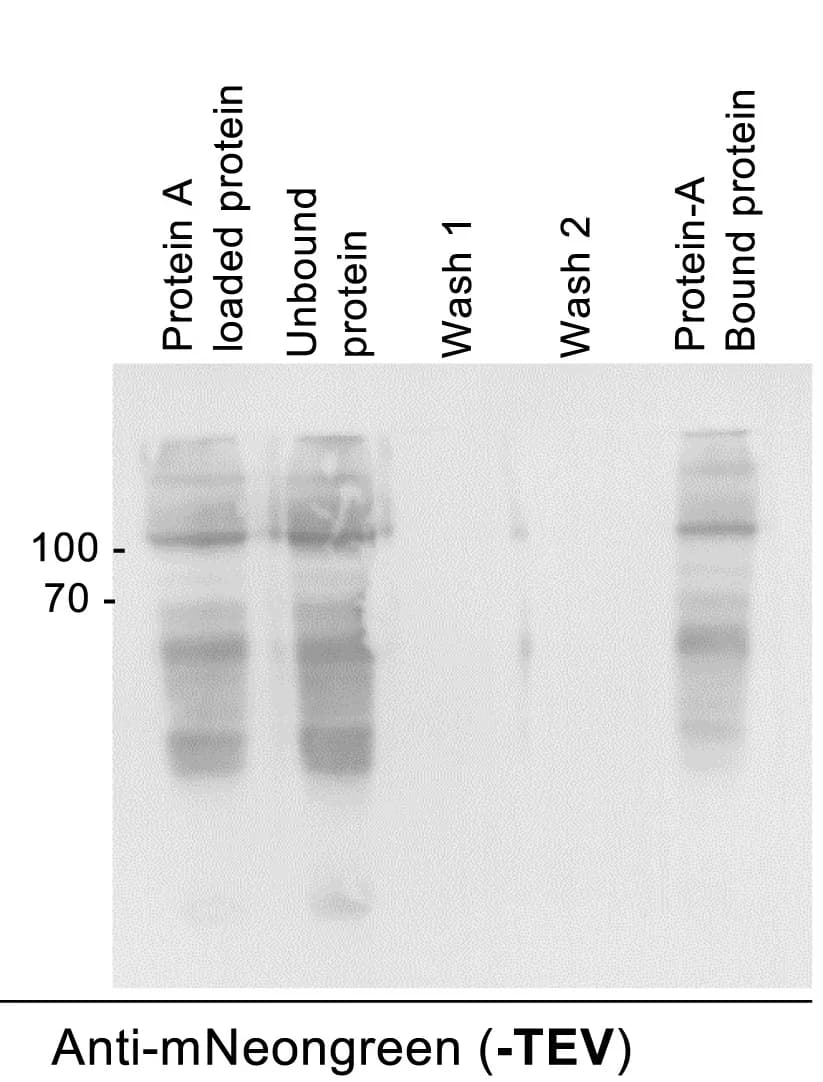 Open access visualization of Gel, Anti-mNeongreen western blots, Protein A, IgG1, VNp-mNG-etanercept