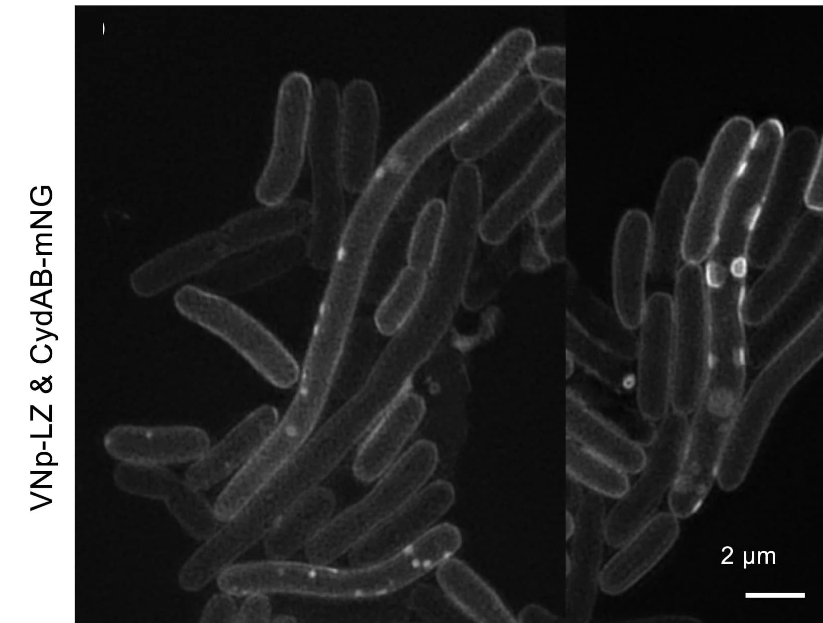Open access visualization of Microscopy, SIM Images, CydAB-mNeongreen, Inner Membranes, E. Coli