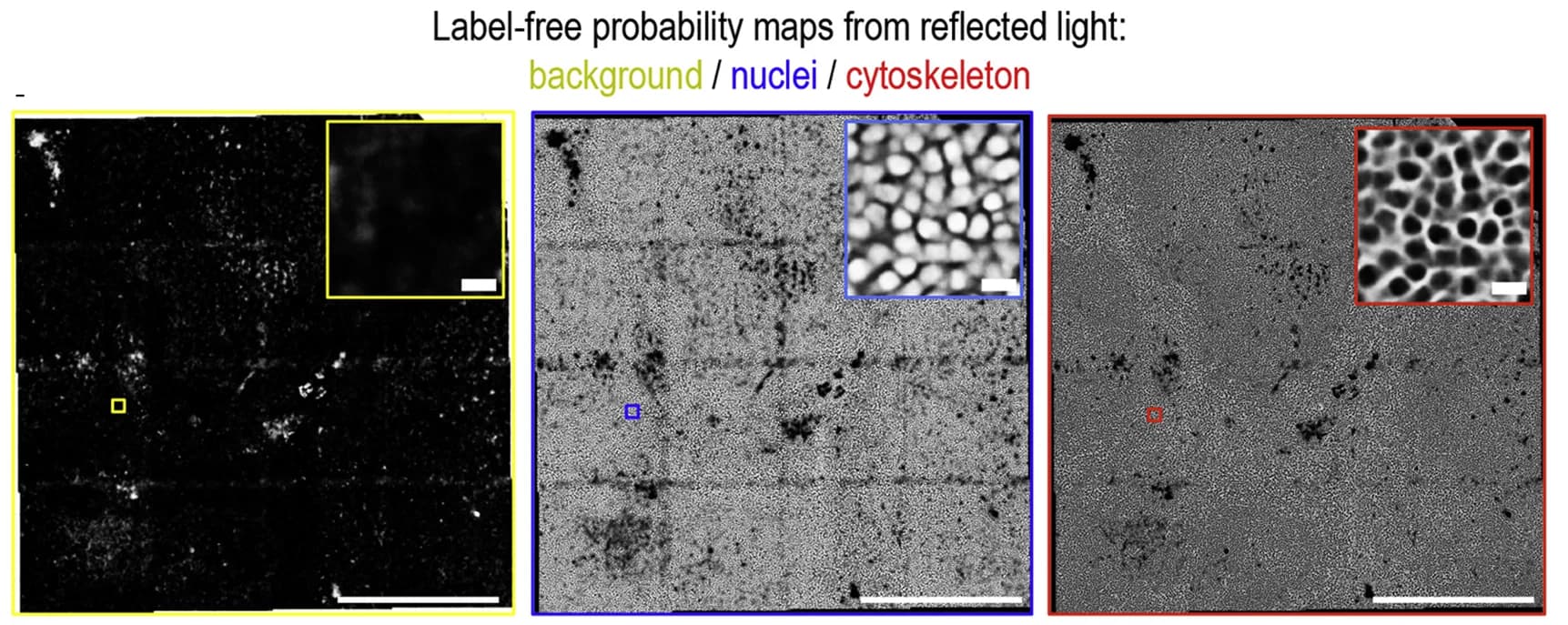 Open access visualization of Microscopy, Neural Network, U-Net Architecture, Pixel Probability, Reflectance Image