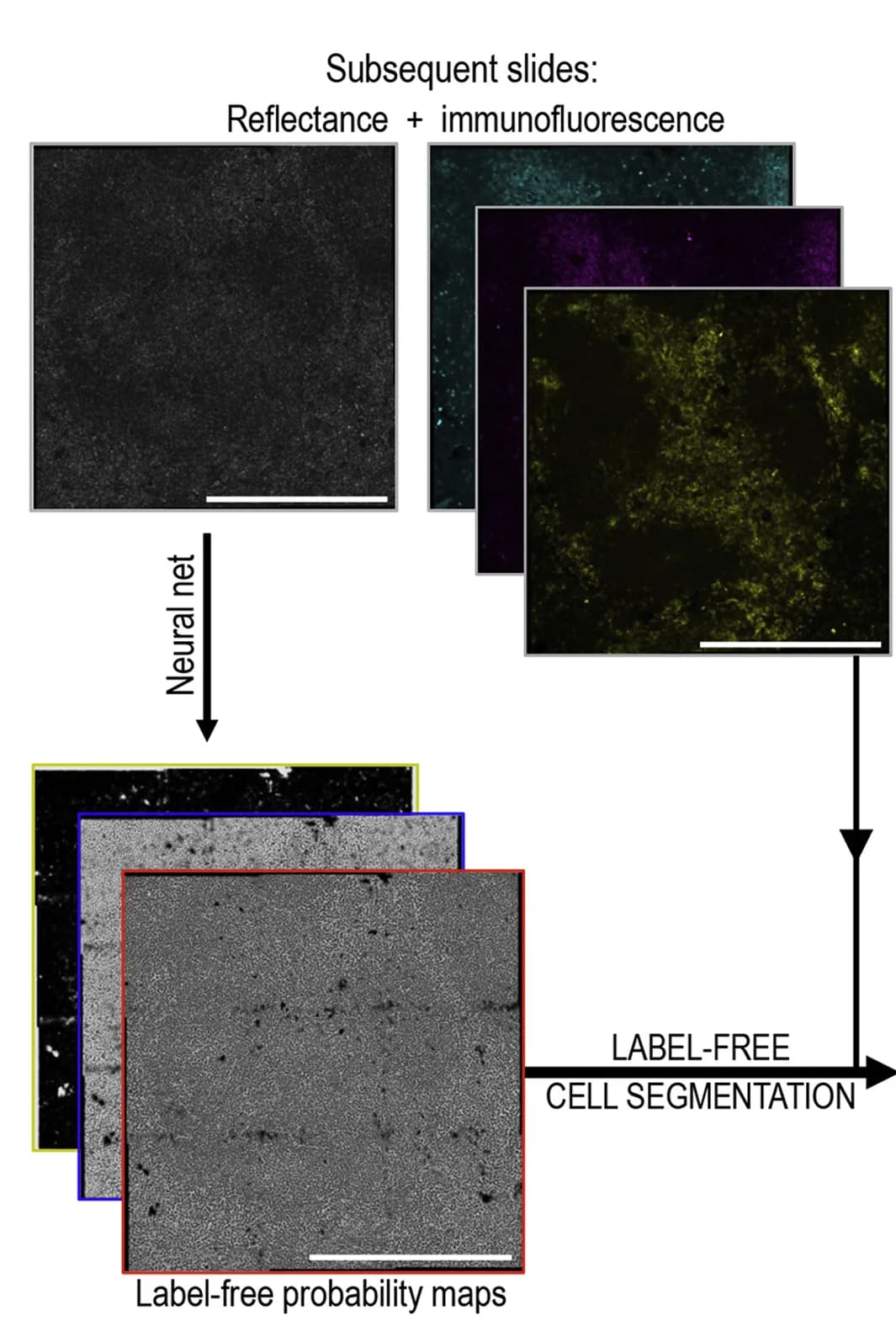 Open access visualization of Workflow, Illustration, Slides, Nuclei Stains, Actin Stains