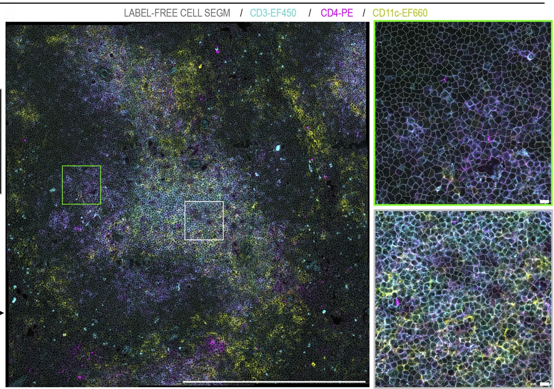 Open access visualization of Microscopy, Slides, Nuclei Stains, Actin Stains, Cell Segmentation