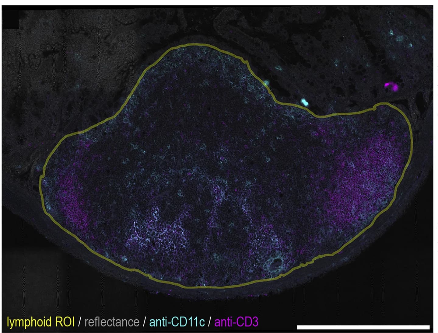 Open access visualization of Microscopy, Tissue Section, Reflectance, Immunofluorescence, CD11c