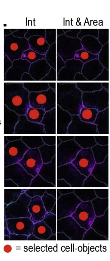 Open access visualization of Microscopy, Fluorescence, Cell