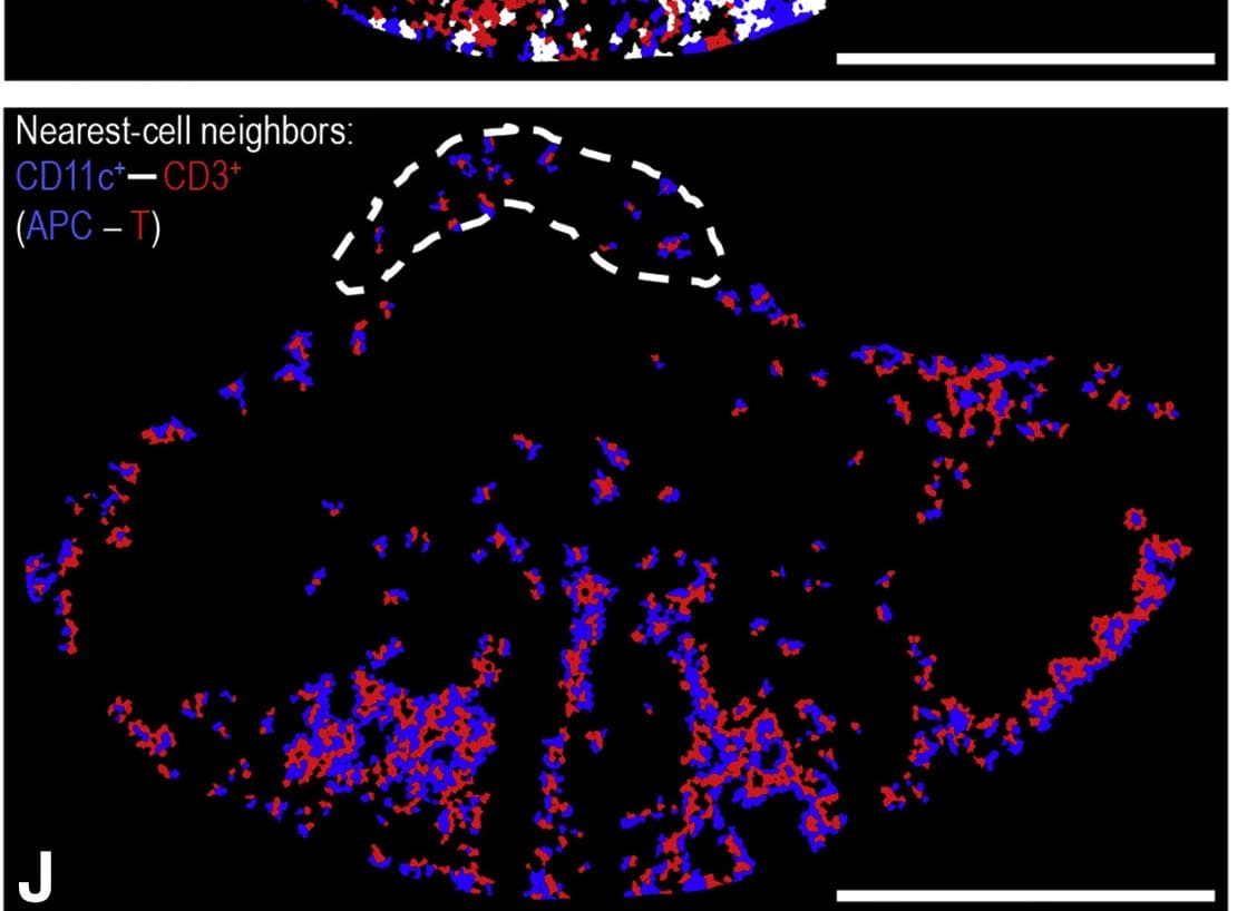 Open access visualization of Microscopy, Cell Map, Cell Populations, CD11c, CD3