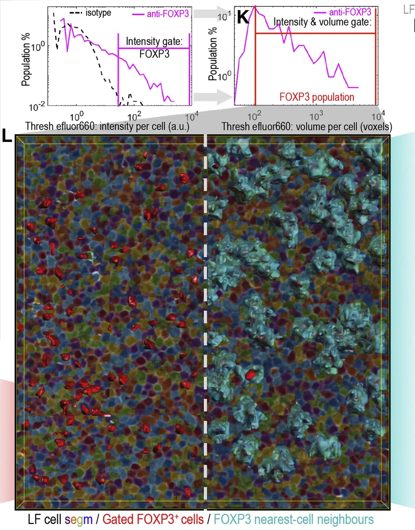 Open access visualization of Line Plot, 3D Plot, Flow cytometry, Cell-object fluorescence, FOXP3+events