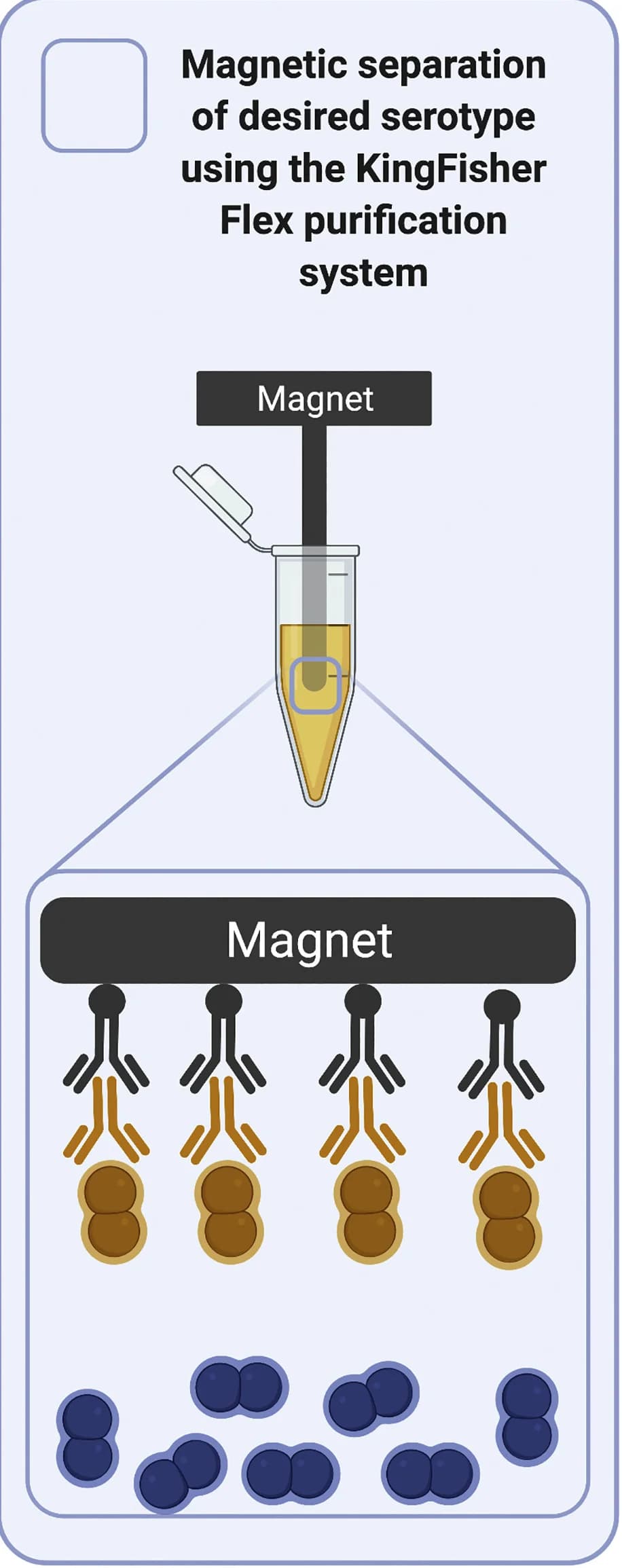 Open access visualization of Illustration, Workflow, Antisera, IgG-specific secondary antibody, Magnetic bead