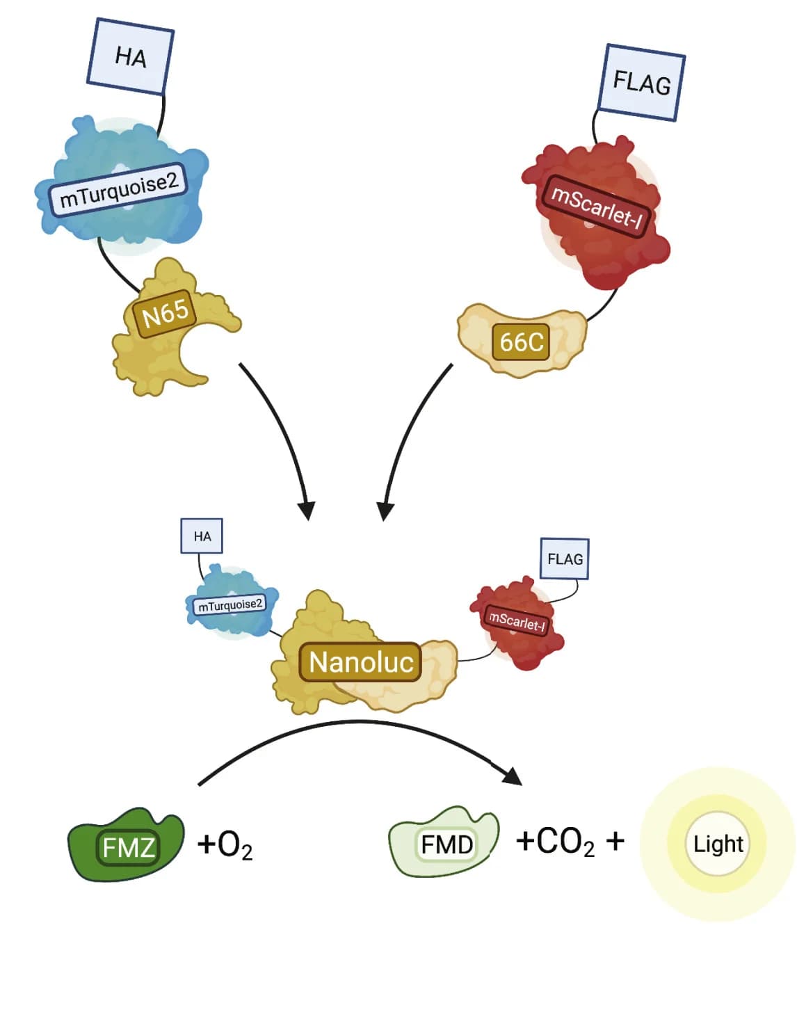 Open access visualization of Workflow, Illustration, Mechanism, Nanoluc, Furimazine
