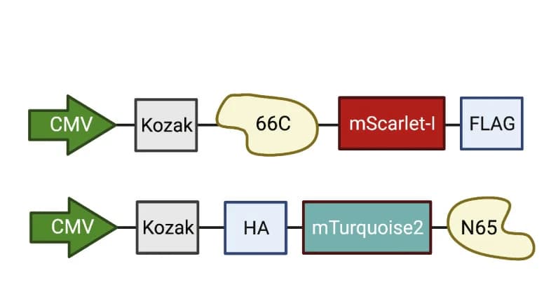 Open access visualization of Workflow, Construct, Cytomegalo Virus