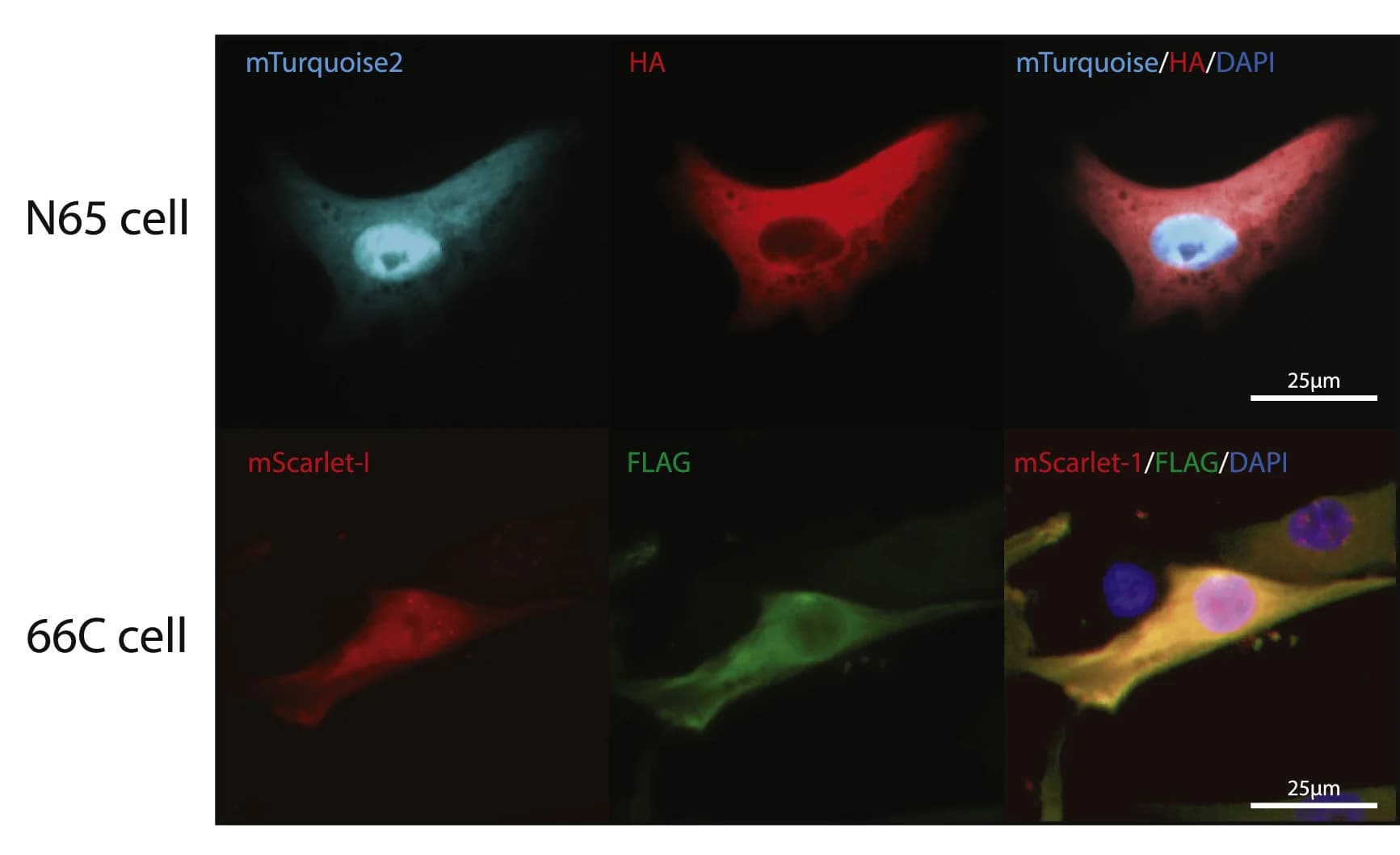 Open access visualization of Microscopy, Fluorescent Imaging, HeLa Cells, DAPI, Scale Bar