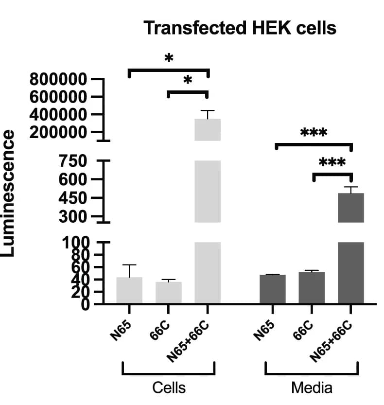 Open access visualization of Bar Plot, Error Bars, HEK Cells, Transfection, Cell Lysate