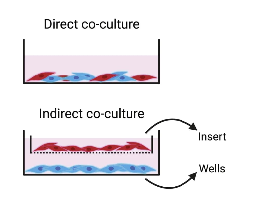 Open access visualization of Workflow, Illustration, Co-culture, Cells, Direct