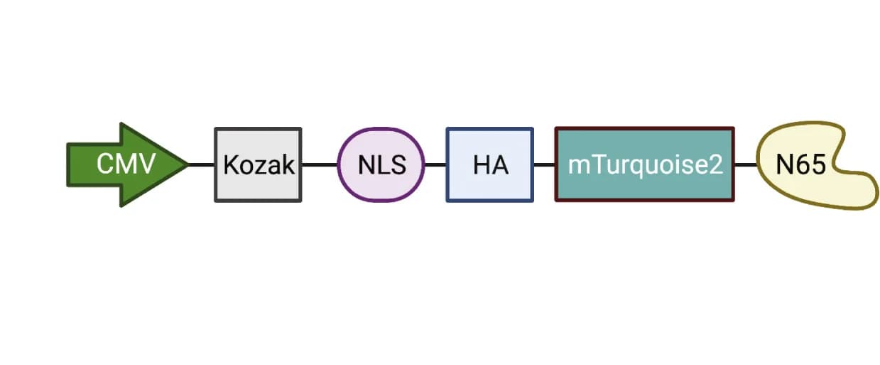 Open access visualization of Workflow, Nuclear Localization, N65 Cells, NLS, HA-mTurquoise2-N65