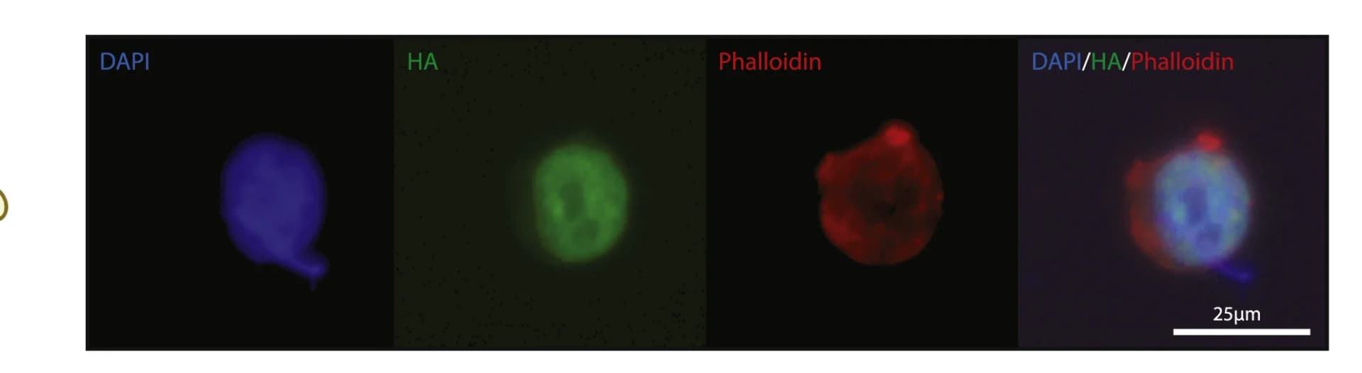 Open access visualization of Microscopy, HEK Cells, NLS-N65, Nucleus, Fluorescence