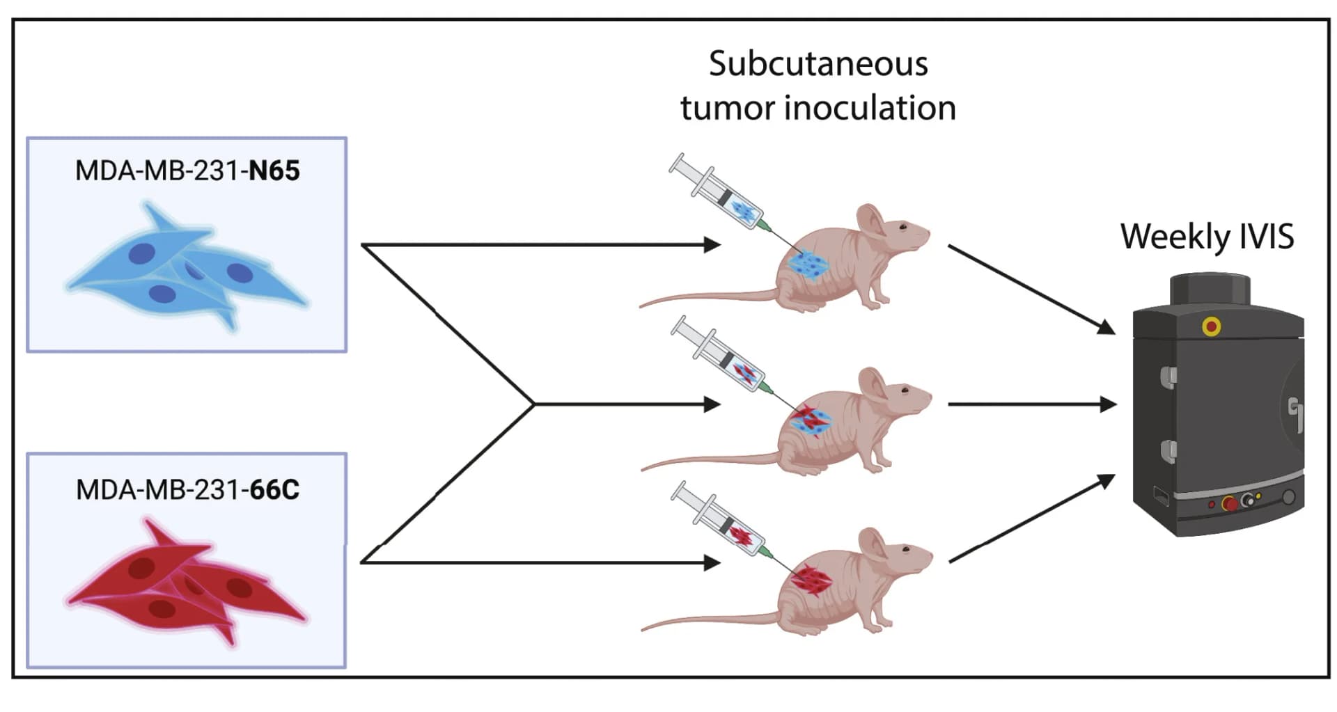 Open access visualization of Workflow, Flowchart, Illustration, In vivo experiment, IVIS