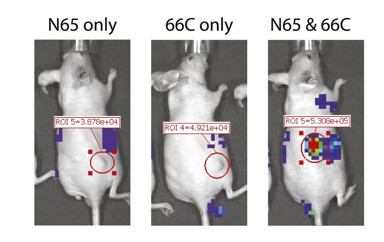 Open access visualization of Photo, Mice, MDA-MB-231-N65, MDA-MB-231-66c, Tumor