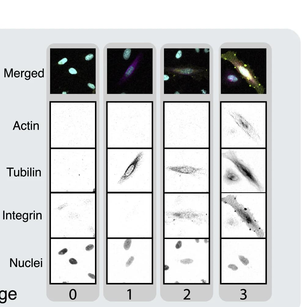 Open access visualization of Microscopy, Channel Intensity, Normalized Data