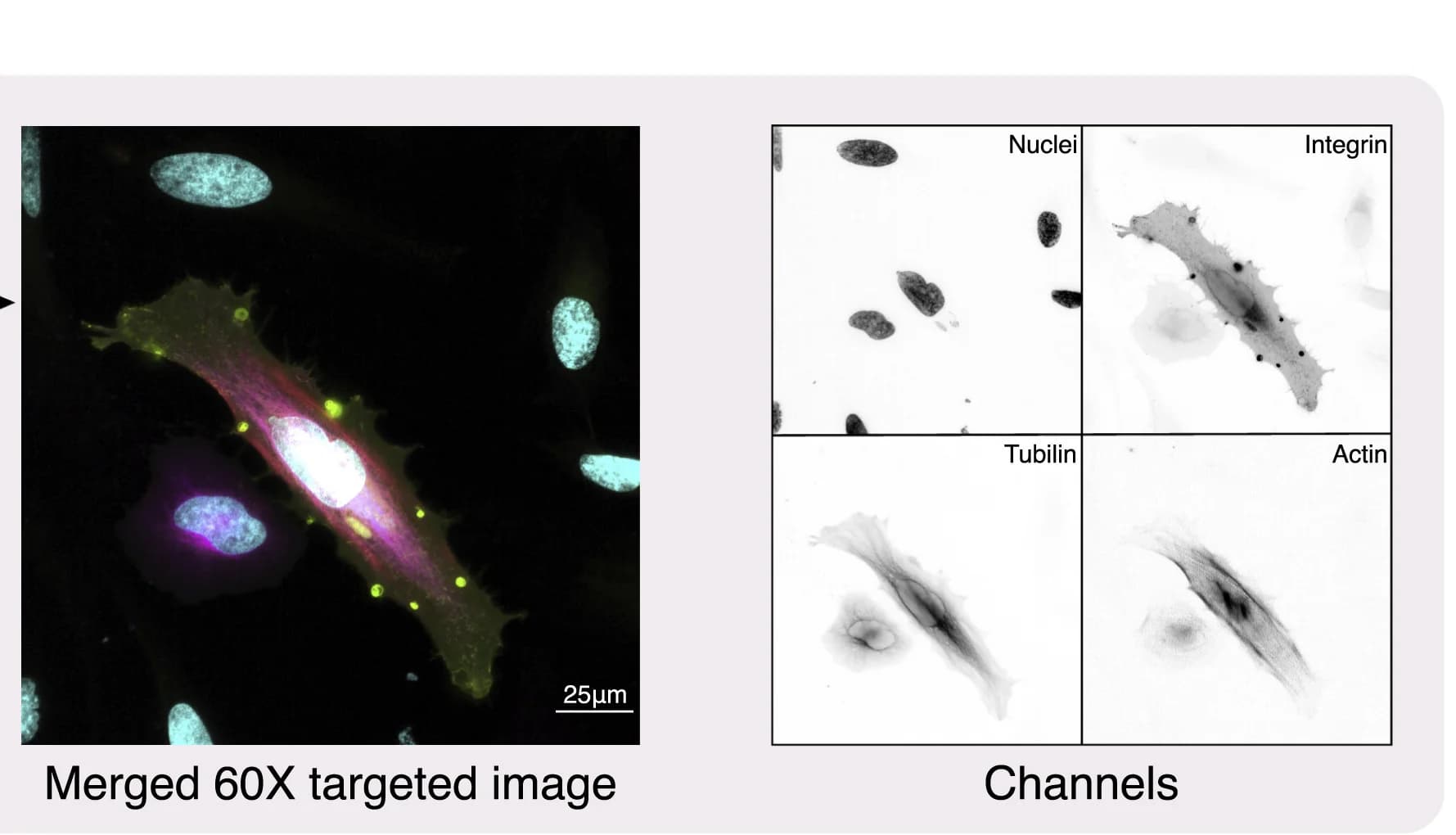 Open access visualization of Microscopy, DDA, Transfection, Cells