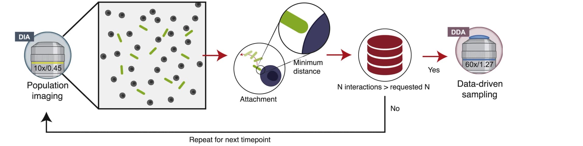 Open access visualization of Workflow, Flowchart, Illustration, Live-Cell Imaging, HeLa Cells
