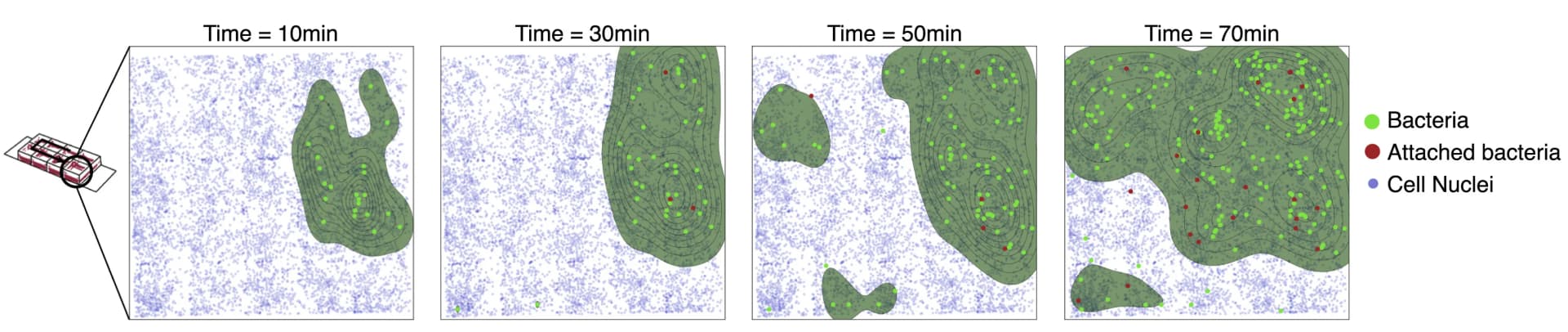 Open access visualization of Scatter Plot, Line Plot, Density Plot, Bacteria, Interactions