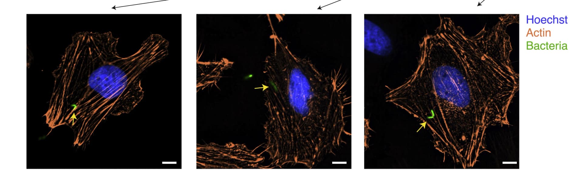 Open access visualization of Microscopy, Cells, DDA