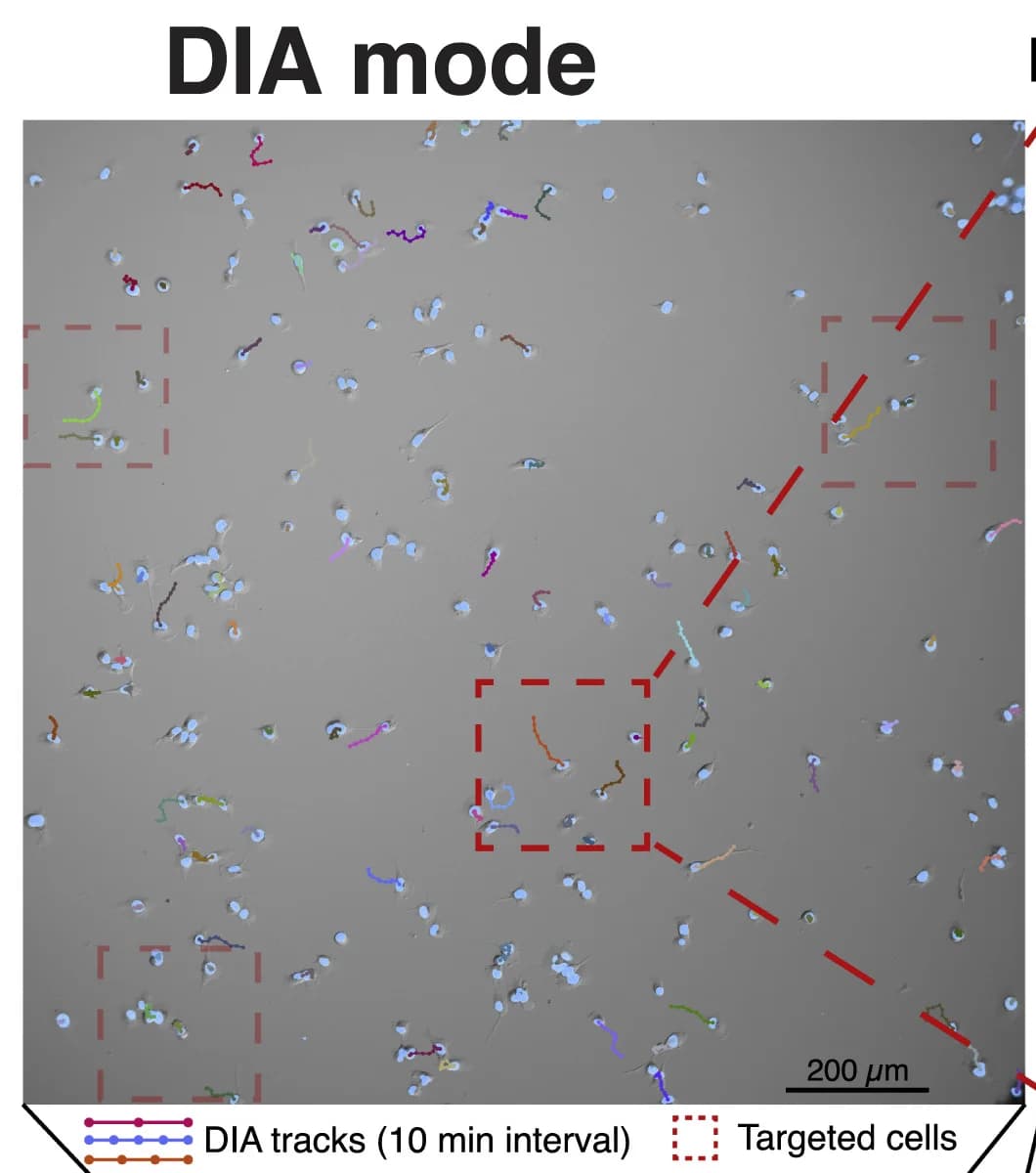 Open access visualization of Microscopy, Cell migration, DIA, Cell Speed