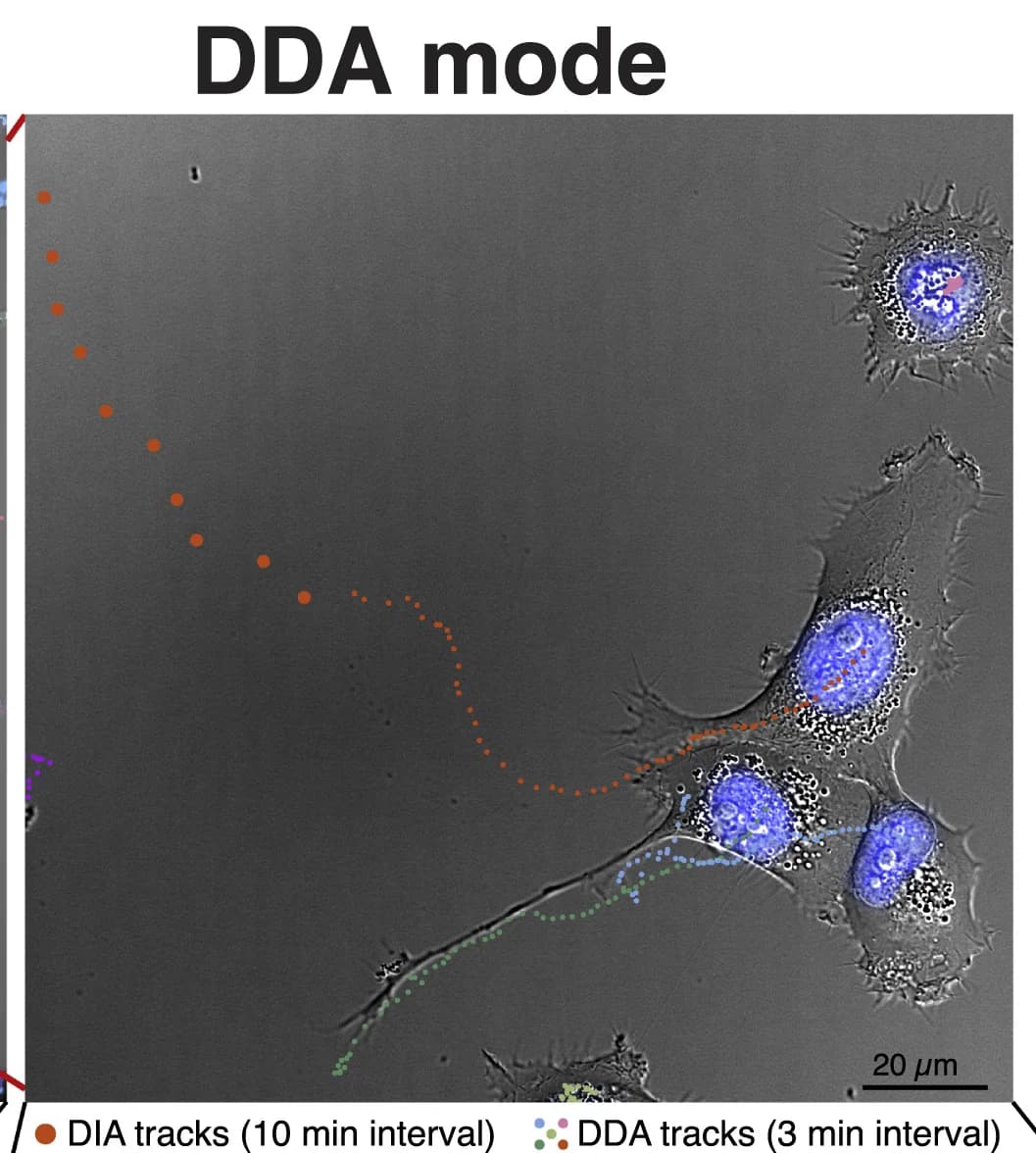 Open access visualization of Microscopy, Targeted cell, DDA, Cell migration, DIA