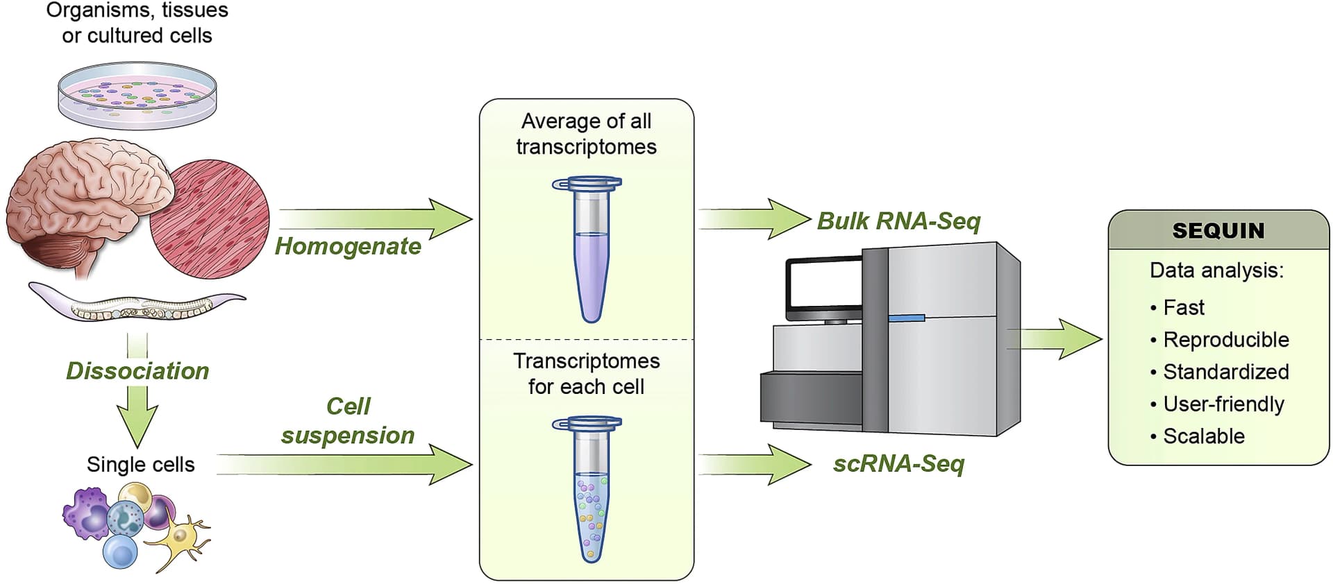 Open access visualization of Workflow, Flowchart, Illustration, Experimental Models, Next-Generation Sequencing