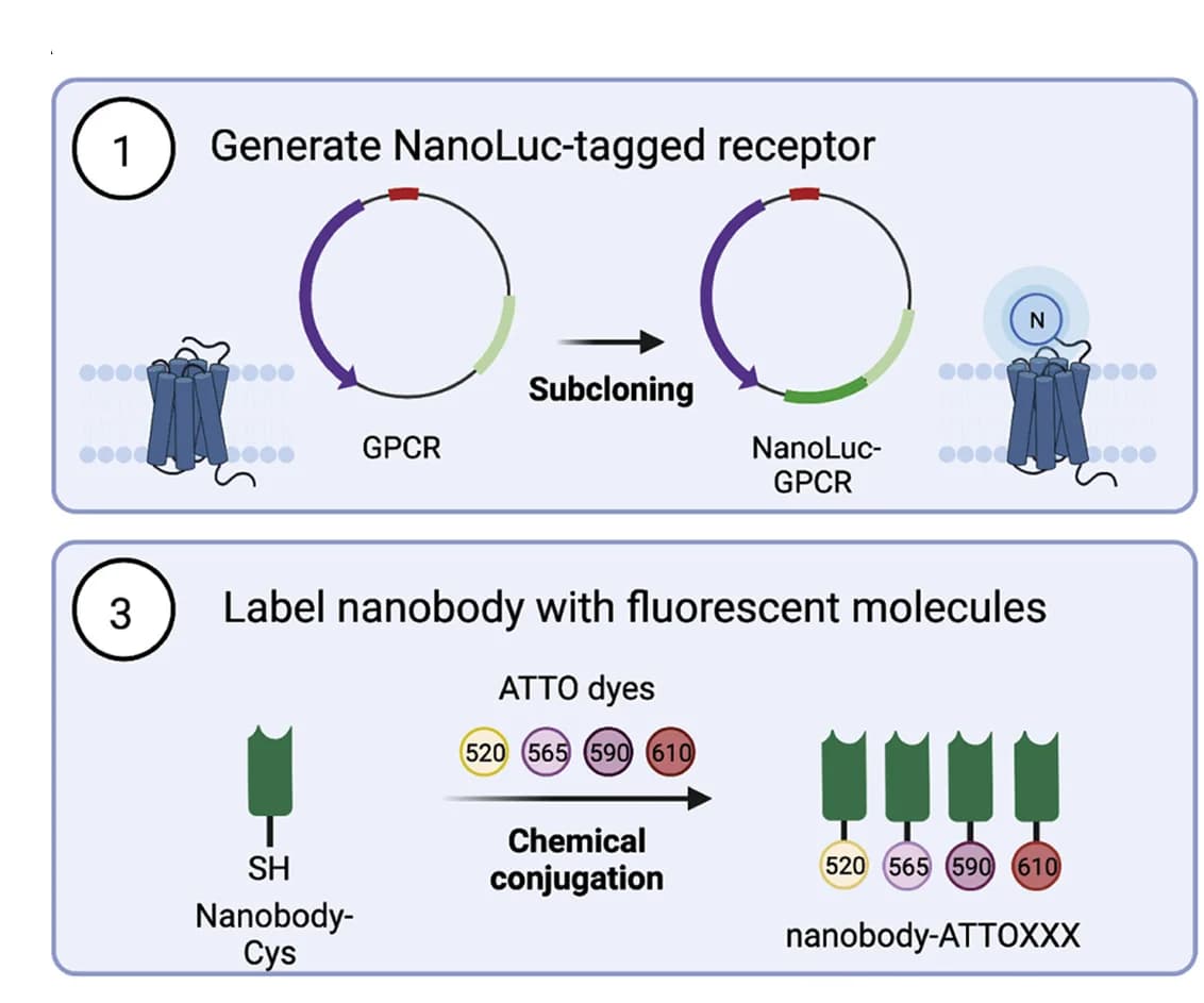 Open access visualization of Workflow, Flowchart, Illustration, NanoLuciferase, Membrane Protein