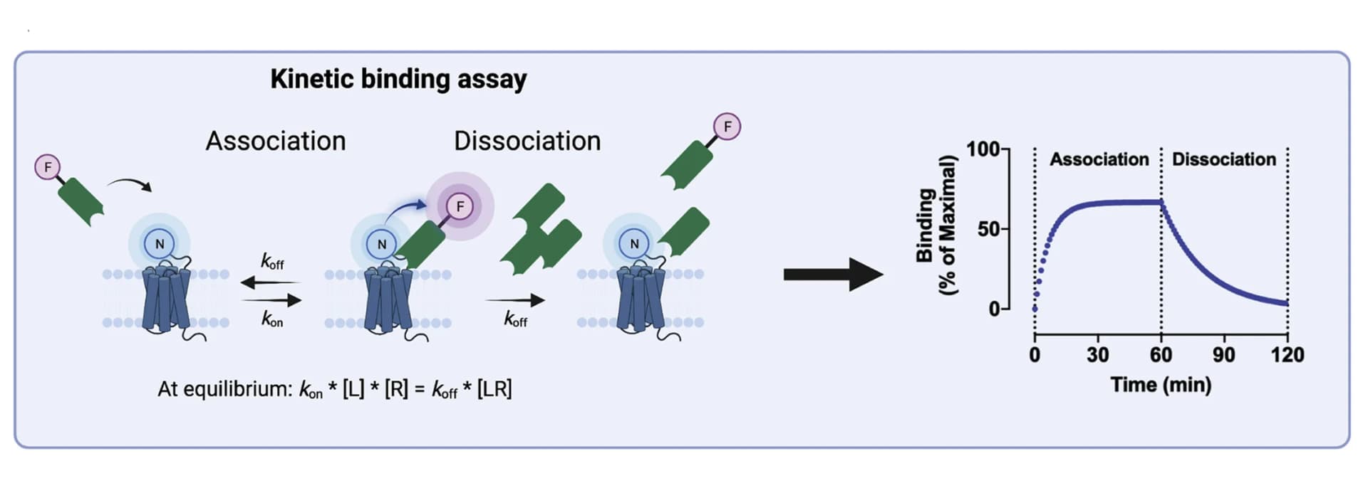Open access visualization of Line Plot, Illustration, NanoBRET, Kinetic Binding Assay, Nanobodies