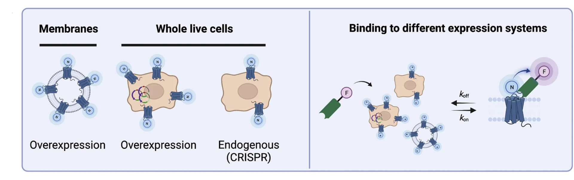 Open access visualization of Illustration, NanoBRET, Binding Assay, Nanobodies, Receptor Expression