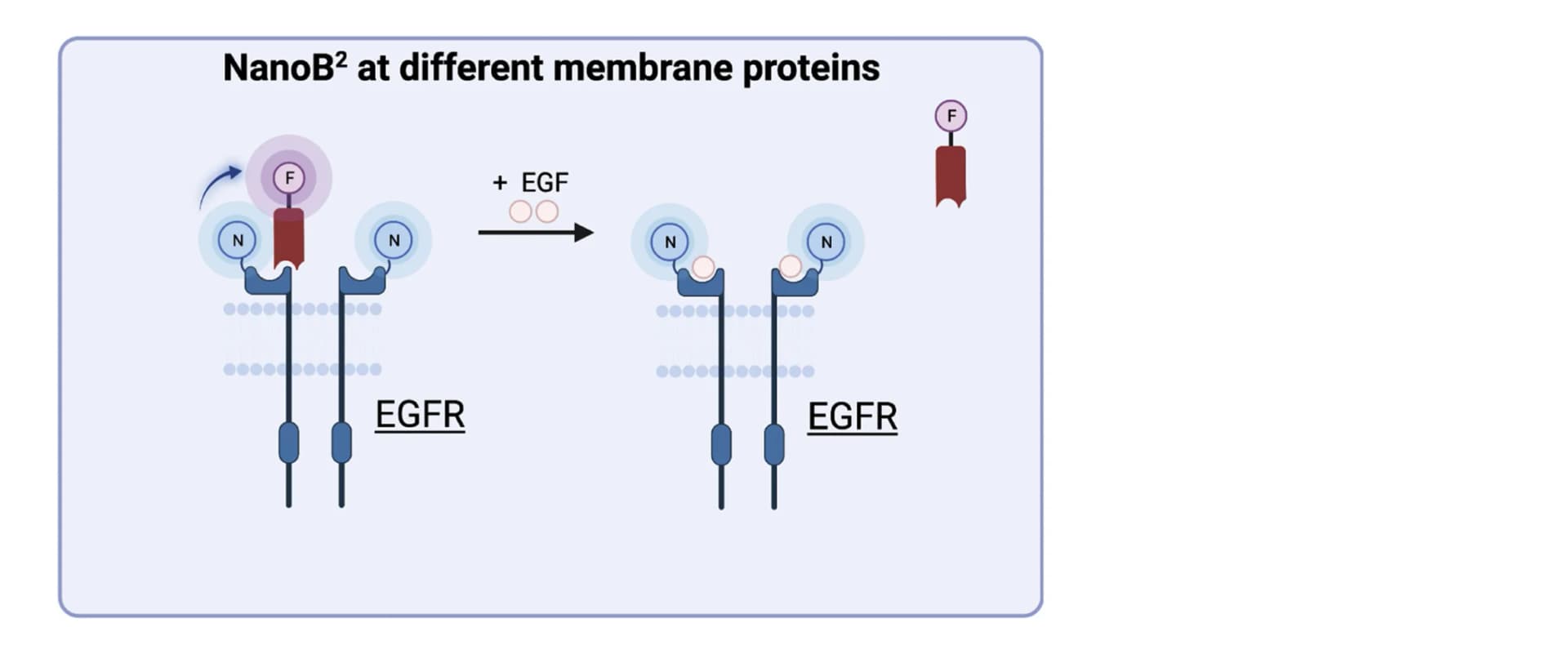 Open access visualization of Workflow, Illustration, NanoBRET, Binding Assay, EGFR