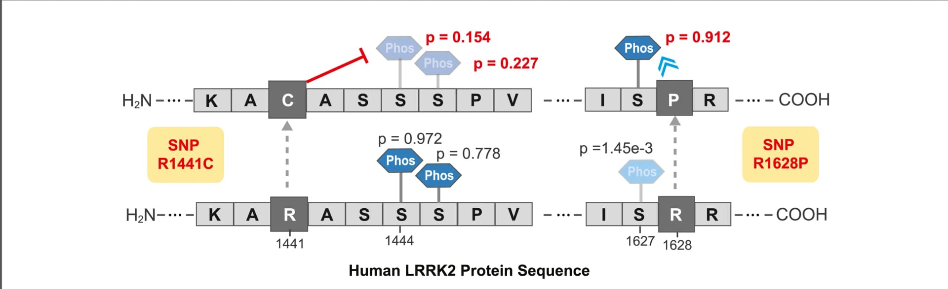Open access visualization of Illustration, SNPs, PTM, LRRK2, Phosphorylation