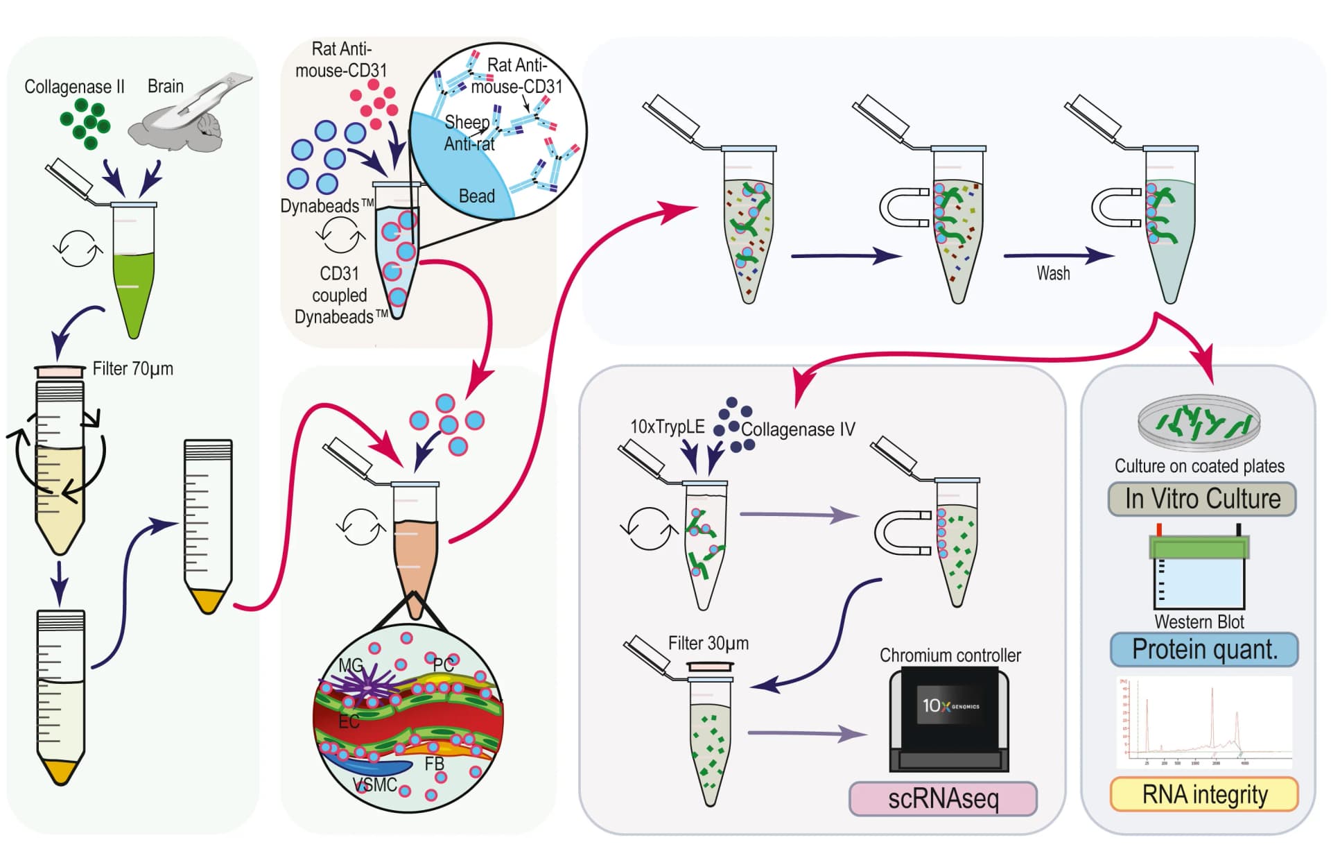 Open access visualization of Workflow, Microvascular Isolation, Experimental Pipeline
