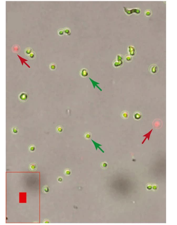 Open access visualization of Microscopy, Single-Cell Suspension, Cell Viability, Single-Cell RNA Sequencing, Endothelial Cells