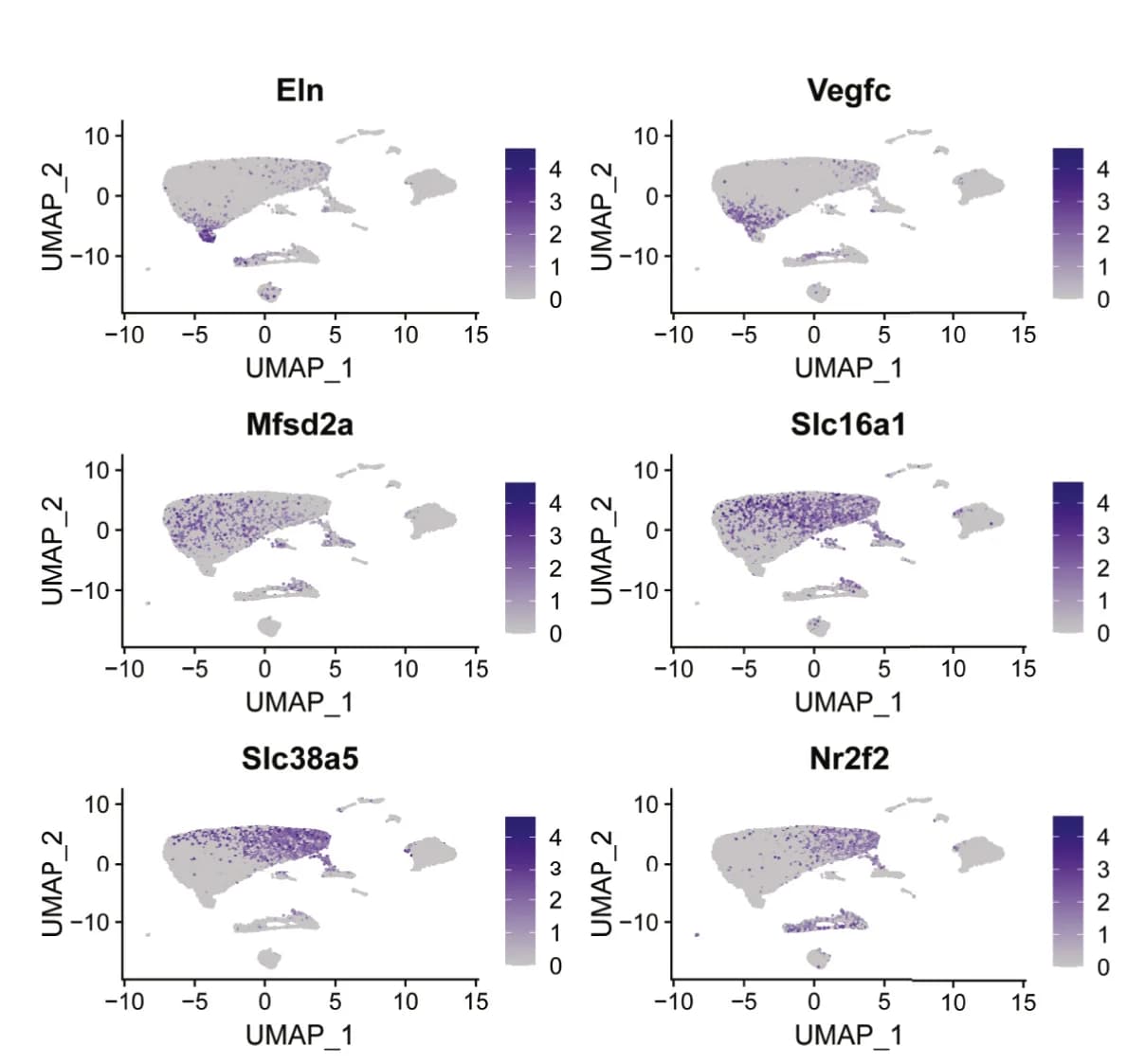Open access visualization of UMAP, Feature Plots, EC Zonation, Arterial ECs, Capillary ECs